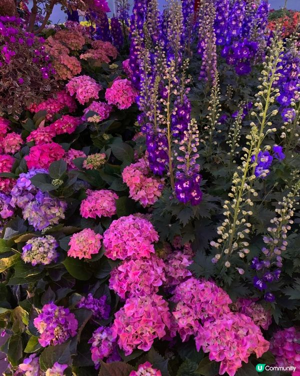維園花展超靚！花海打卡必去！🌸📸
