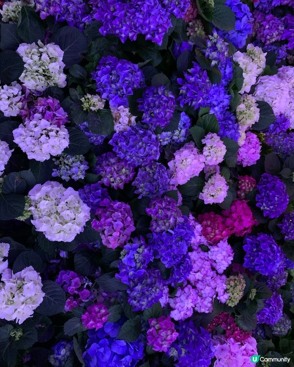 維園花展超靚！花海打卡必去！🌸📸