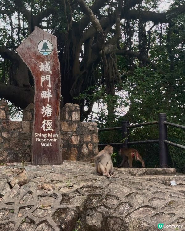 🇭🇰城門水塘白千層🤍🐒好推介俾行山新手 前提係你唔怕馬騮🤣🤣!