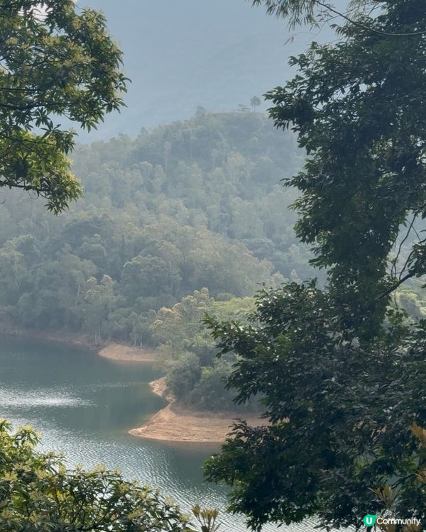 🇭🇰城門水塘白千層🤍🐒好推介俾行山新手 前提係你唔怕馬騮🤣🤣!