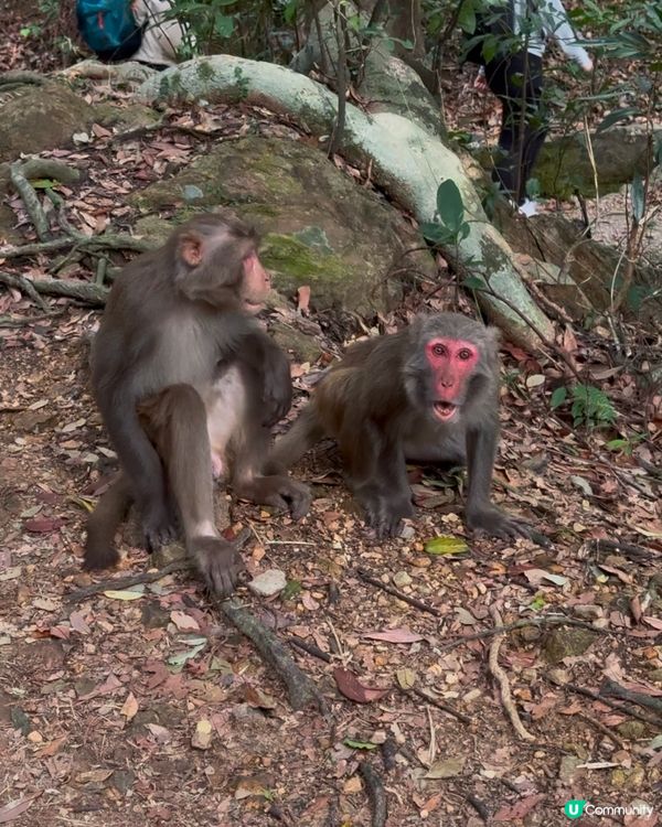 🇭🇰城門水塘白千層🤍🐒好推介俾行山新手 前提係你唔怕馬騮🤣🤣!