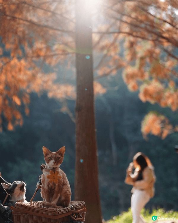 同貓貓一齊去睇紅葉