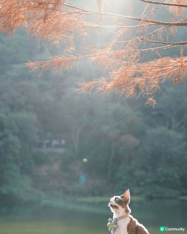 同貓貓一齊去睇紅葉