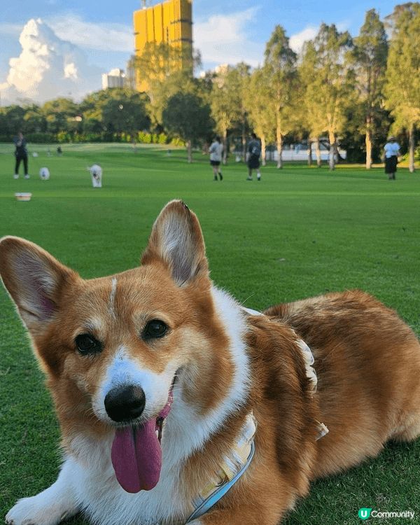 粉嶺哥爾夫球球場嘅寵物公園一定係每個愛狗之人必定要到嘅地方，...