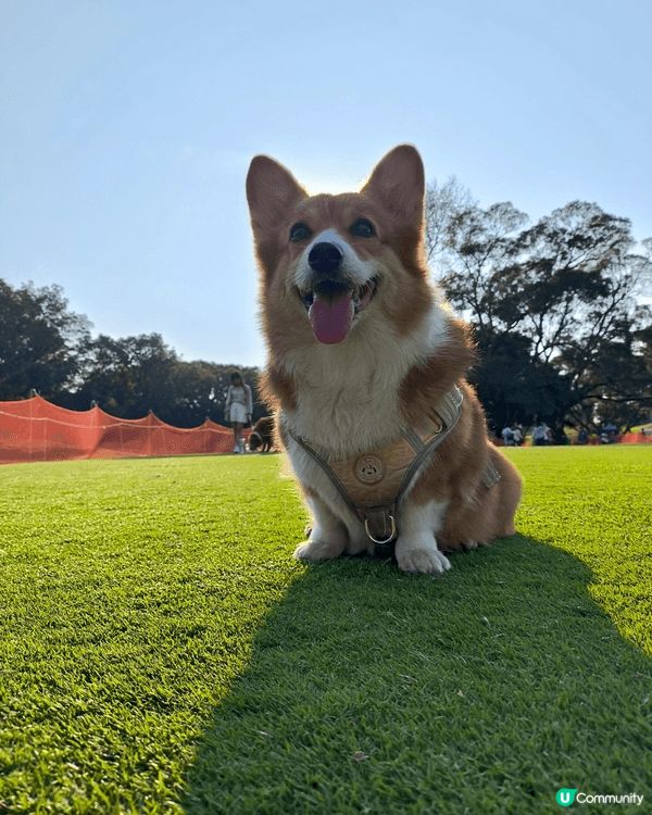 粉嶺哥爾夫球球場嘅寵物公園一定係每個愛狗之人必定要到嘅地方，...