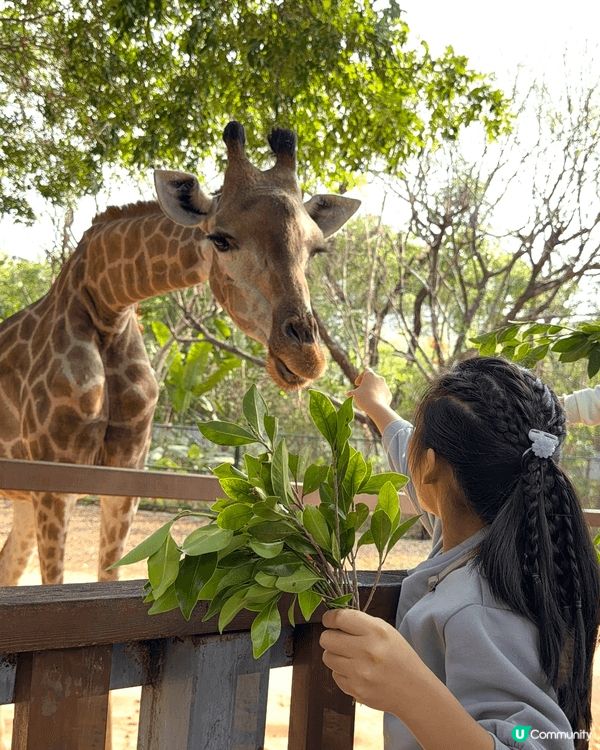 近近地深圳野生動物園都可以接觸到好多特別的動物 : )