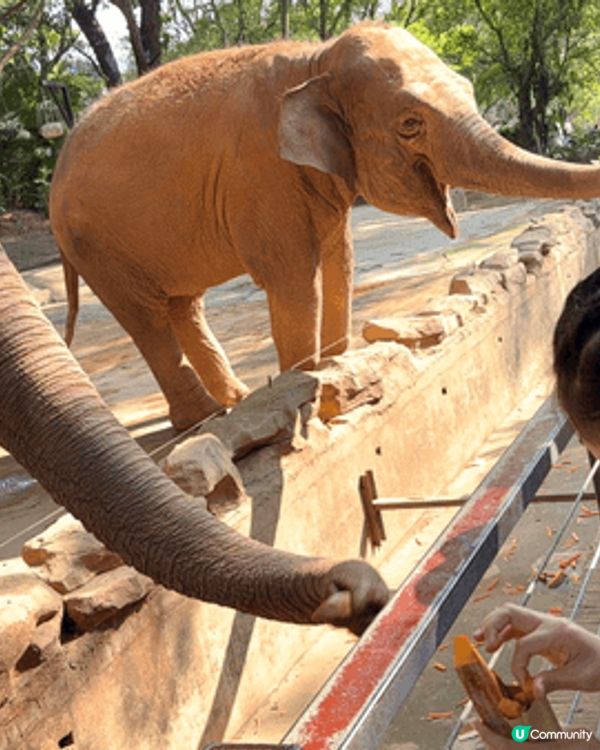 近近地深圳野生動物園都可以接觸到好多特別的動物 : )