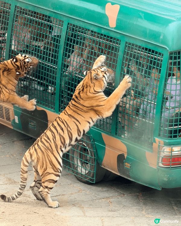 近近地深圳野生動物園都可以接觸到好多特別的動物 : )