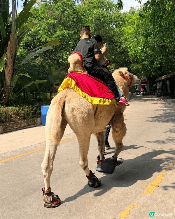 近近地深圳野生動物園都可以接觸到好多特別的動物 : )