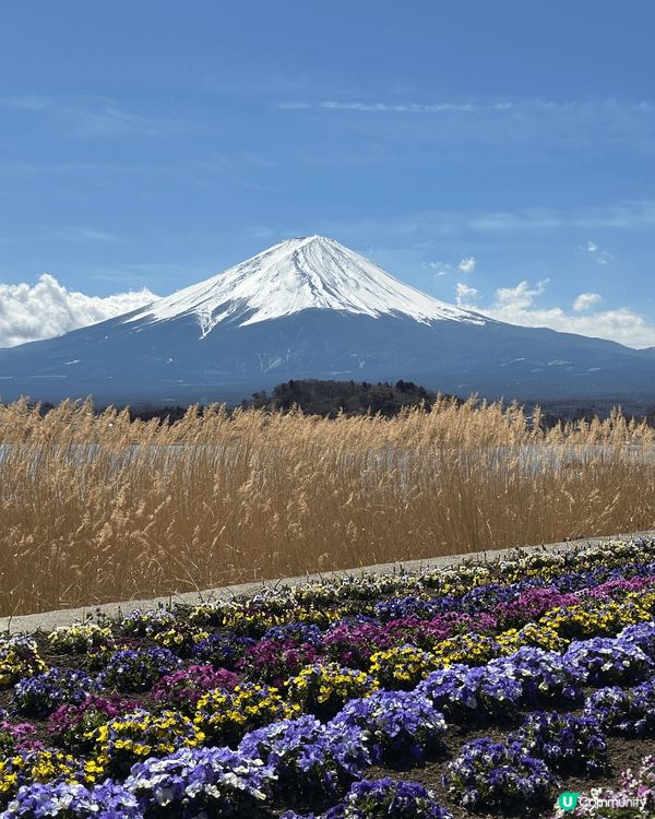 去日本富士山河口湖打卡影相真係超靚，雖然有點兒多人，但望住個...