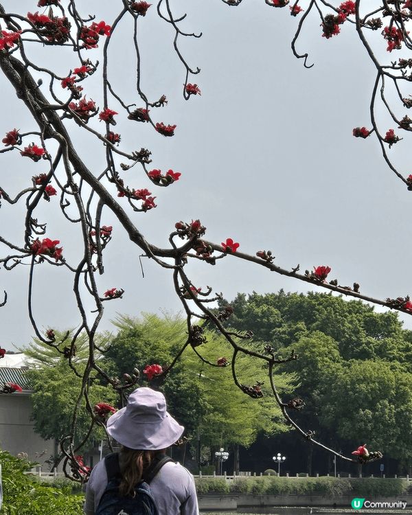 東山湖公園位於廣州東山口站，交通便利，是本地人賞花的私藏景點...