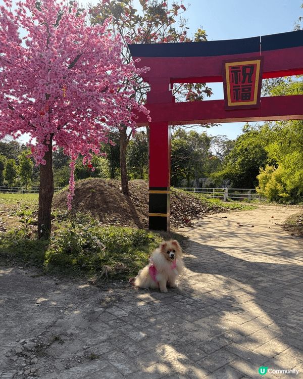 呢度係大埔童話世界莊園，裏面有好多唔同既打卡點，可以帶毛孩或...