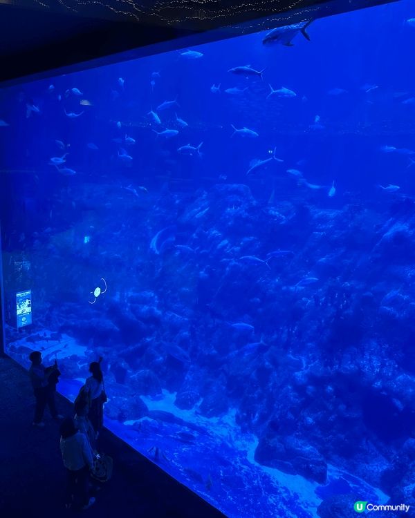 海洋公園 海龍皇餐廳 和魚共進晚餐 不可錯過 魚還會向你笑 ...