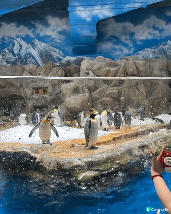 海洋公園 海龍皇餐廳 和魚共進晚餐 不可錯過 魚還會向你笑 ...