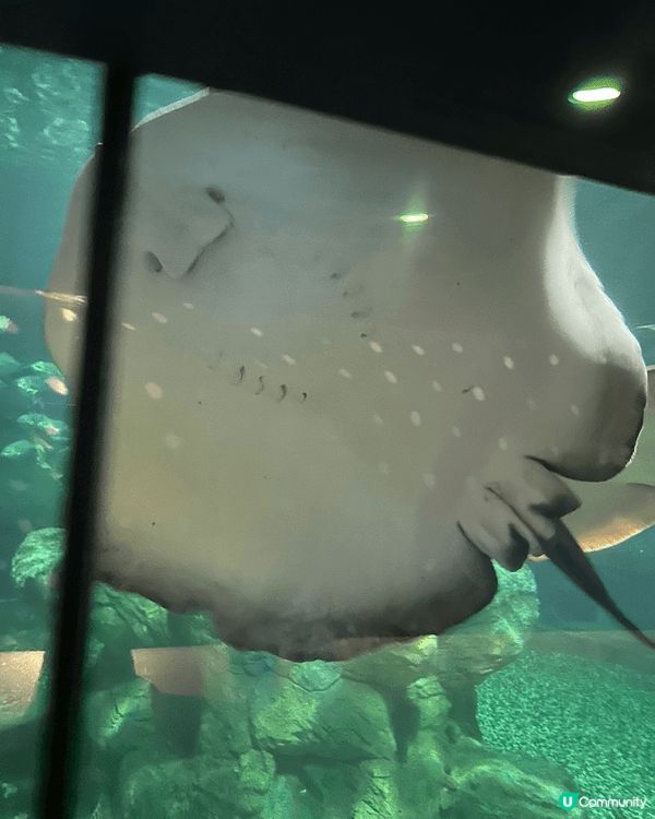 海洋公園 海龍皇餐廳 和魚共進晚餐 不可錯過 魚還會向你笑 ...