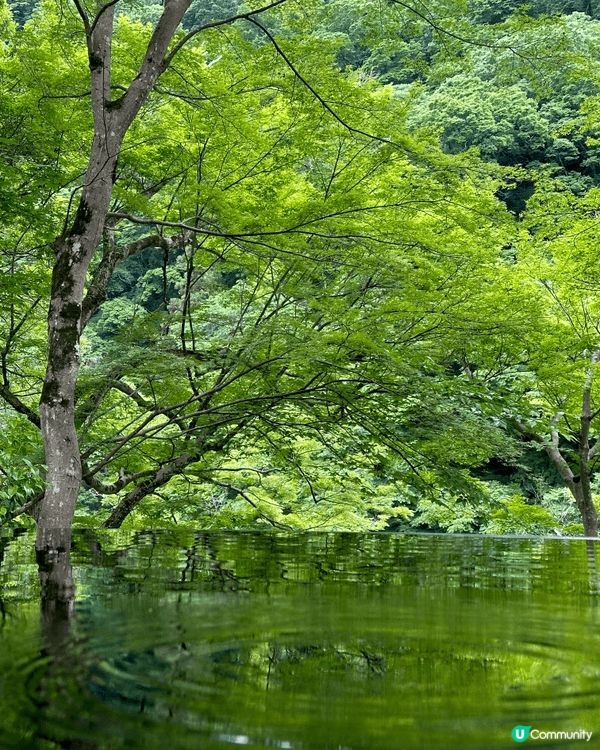 推薦夏季的京都，滿城綠色，對視力友好，且人流量沒有秋季那麼多...