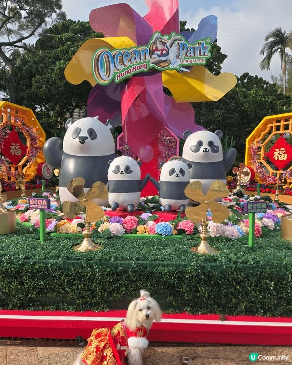 毛孩能夠去的地方不多，尤其夏天。海洋公園能讓毛孩去，真是令主...