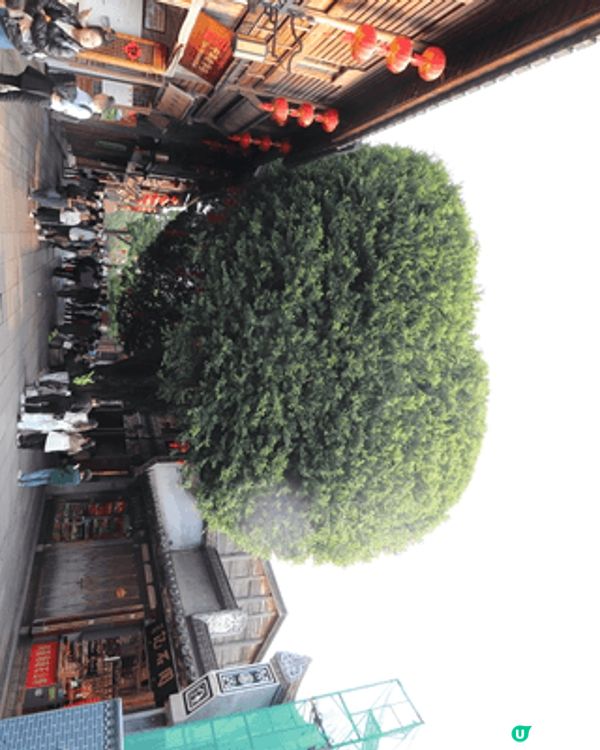 呢個係福州（三坊七巷），最有名嘅愛心樹～喺一棵歷史悠久嘅榕樹...