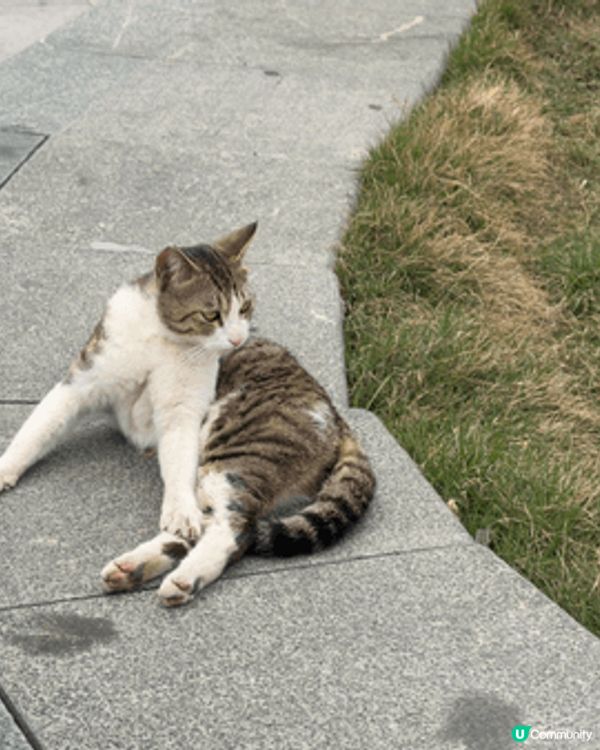 呢個係福州（三坊七巷），最有名嘅愛心樹～喺一棵歷史悠久嘅榕樹...