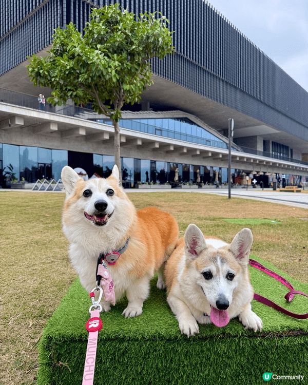 想帶狗狗去更多不同的地方 一起打卡 記錄生活 留下美好的回憶...