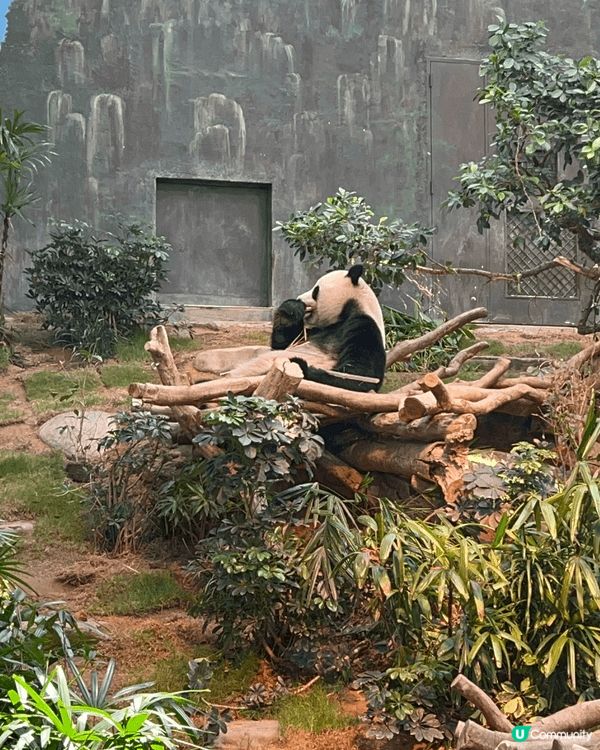 今次分享係海洋公園內的熊貓及鸚鵡，我最喜歡去探望動物，因為見...
