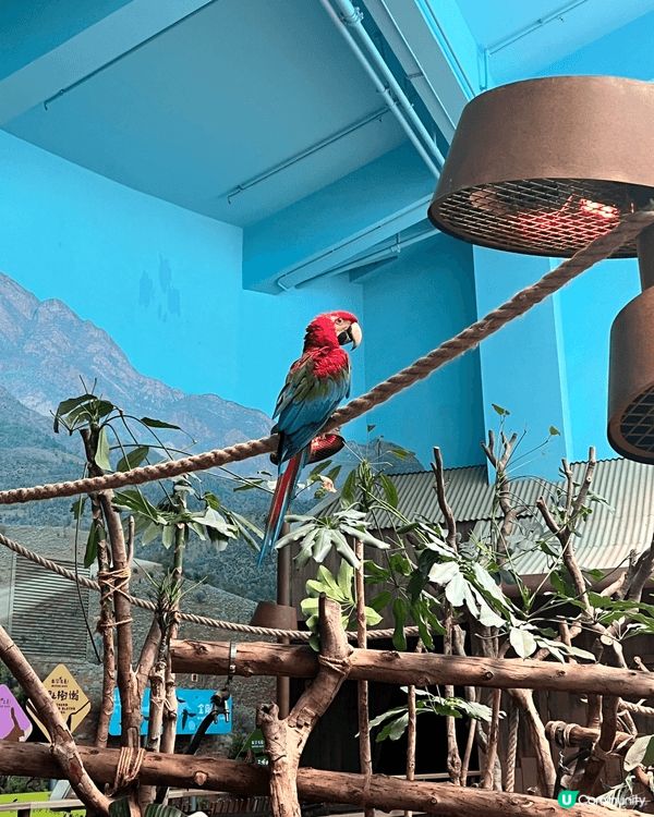 今次分享係海洋公園內的熊貓及鸚鵡，我最喜歡去探望動物，因為見...