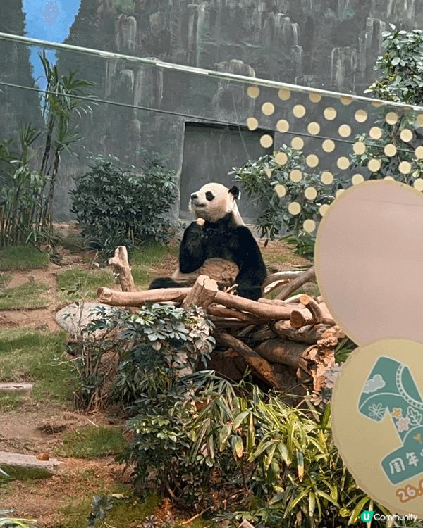 今次分享係海洋公園內的熊貓及鸚鵡，我最喜歡去探望動物，因為見...