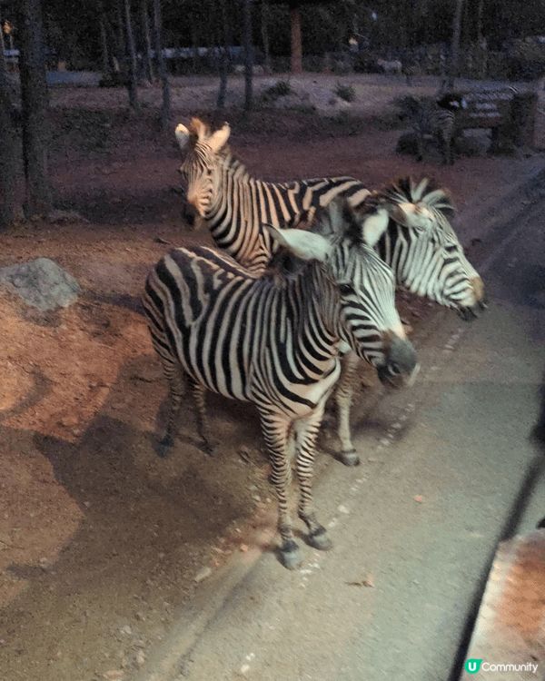 清邁夜間動物園，可以搭遊園車近距離觀察長頸鹿、斑馬、獅子等動...
