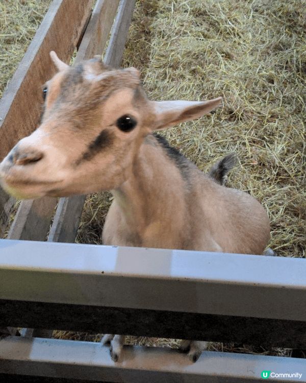清邁夜間動物園，可以搭遊園車近距離觀察長頸鹿、斑馬、獅子等動...