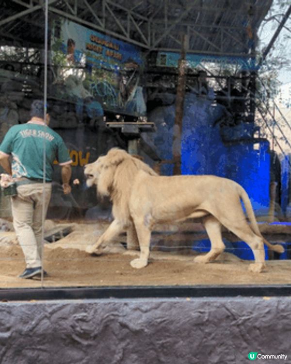 清邁夜間動物園，可以搭遊園車近距離觀察長頸鹿、斑馬、獅子等動...