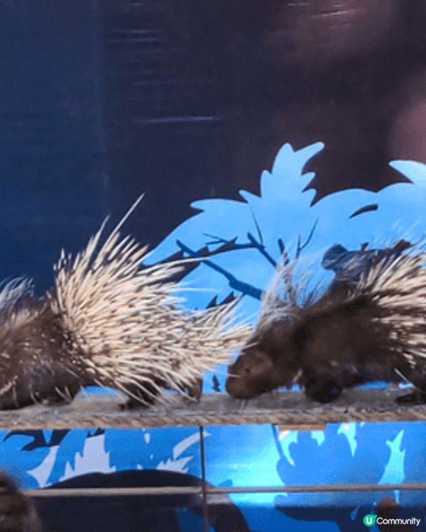清邁夜間動物園，可以搭遊園車近距離觀察長頸鹿、斑馬、獅子等動...