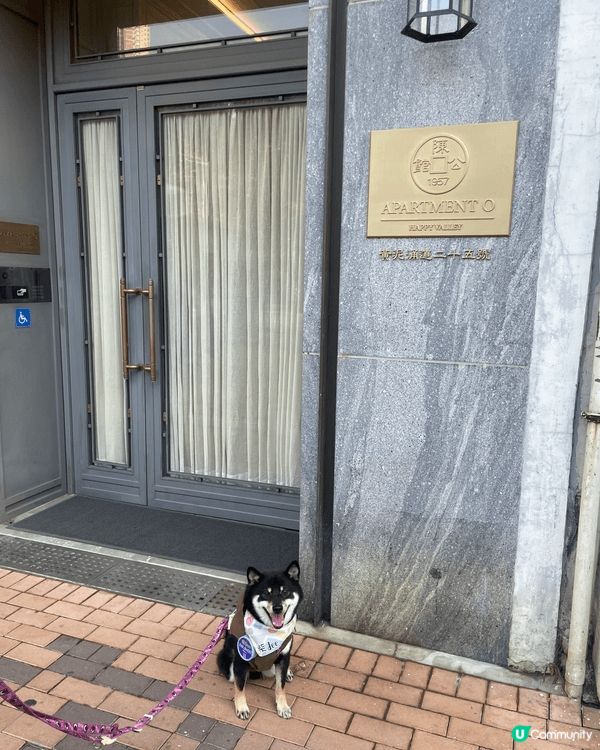 柴Dee ,最鐘意出街訓，跑馬地新開洒店陳公館，pet fr...