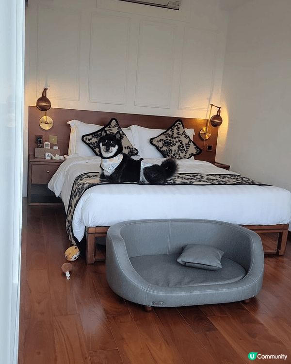柴Dee ,最鐘意出街訓，跑馬地新開洒店陳公館，pet fr...