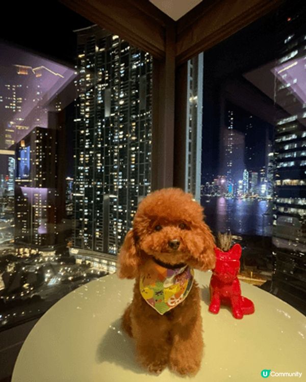毛孩係自己的家人，每年佢生日都會陪佢去staycation，...