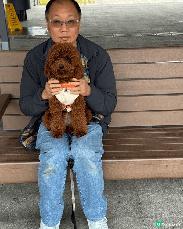 喜歡帶毛孩去香港每一各落玩玩