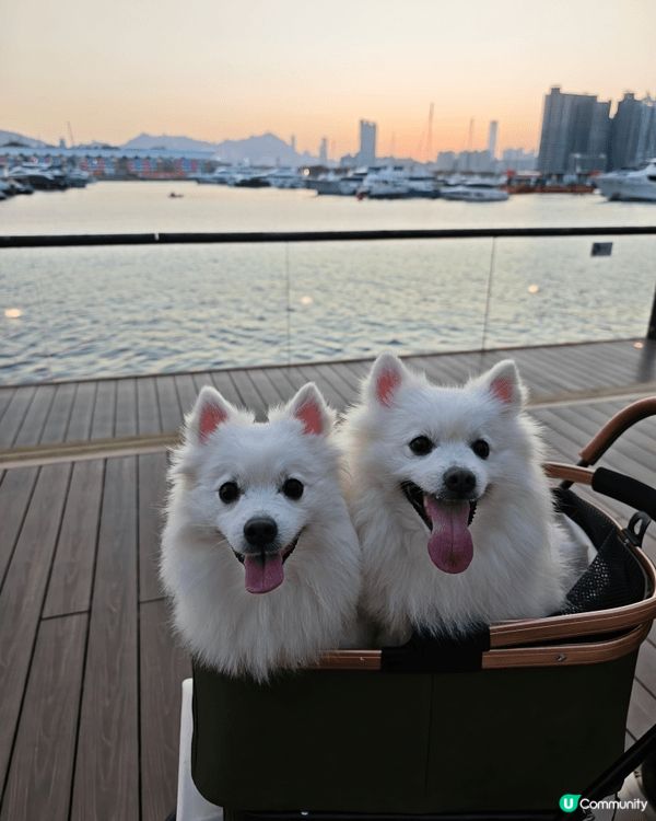我地係剛剛由韓國移民番黎香港既一家七口 （2人5狗） 正帶我...