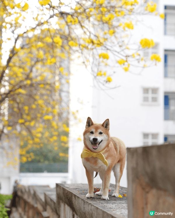 港島儒林台
