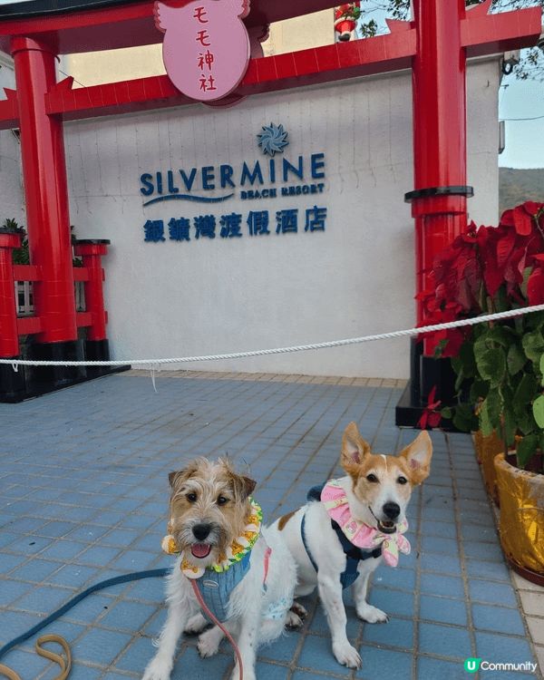 最近去過梅窩銀礦灣酒店，翠雅山房及The pier