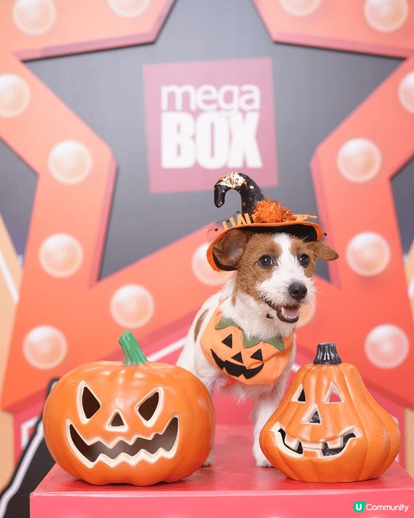 西貢夏天出海玩水上活動好消暑