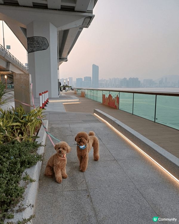 最靚嘅香港+ 寵物好去處