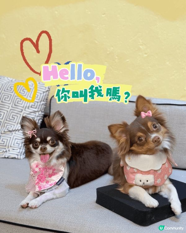 兩隻長毛芝娃娃最鍾意出街玩💕