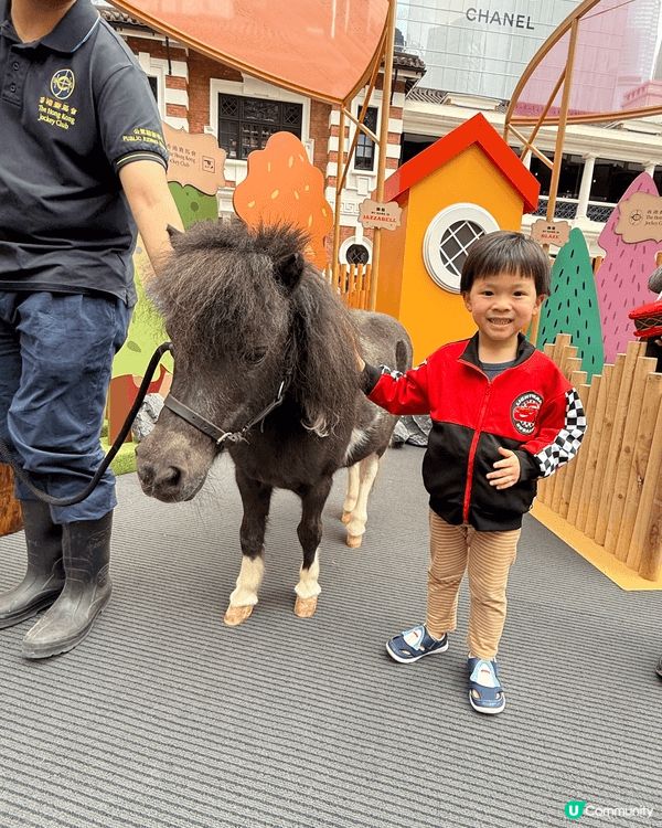 適逢馬年，一家大小去大館探小馬仔，俾小朋友接觸小馬。