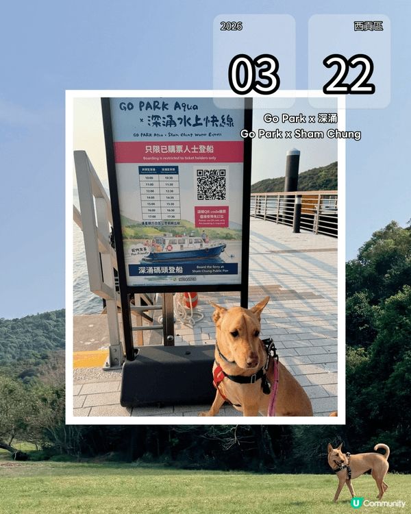 狗狗在Go Park搭船前往深涌，令人心曠神怡的8分鐘船程後...