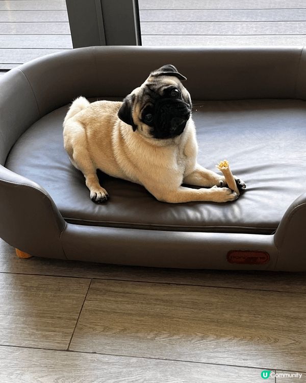 那次帶我的寶貝狗狗去 WM 酒店woofcation，真的好...