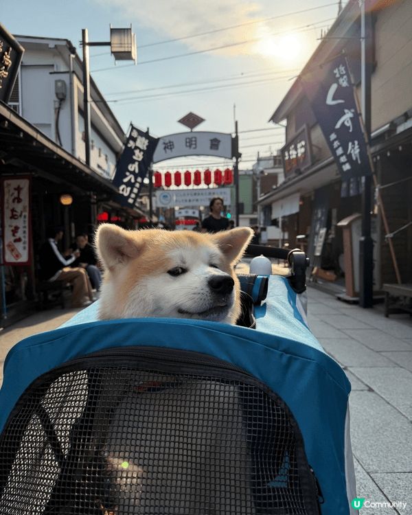 日本東京之旅（希望佢哋狗生可以體驗真正旅行生活，作為一個美好...