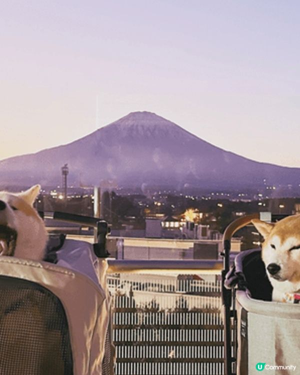 日本東京之旅（希望佢哋狗生可以體驗真正旅行生活，作為一個美好...