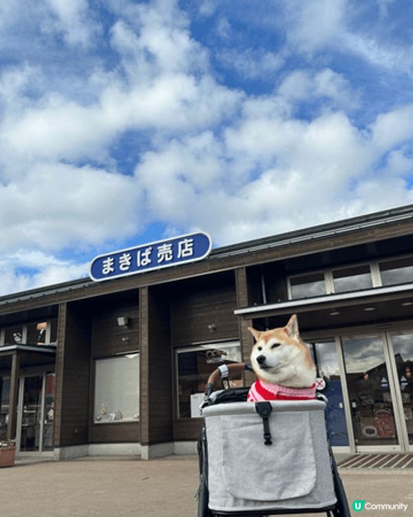 日本東京之旅（希望佢哋狗生可以體驗真正旅行生活，作為一個美好...