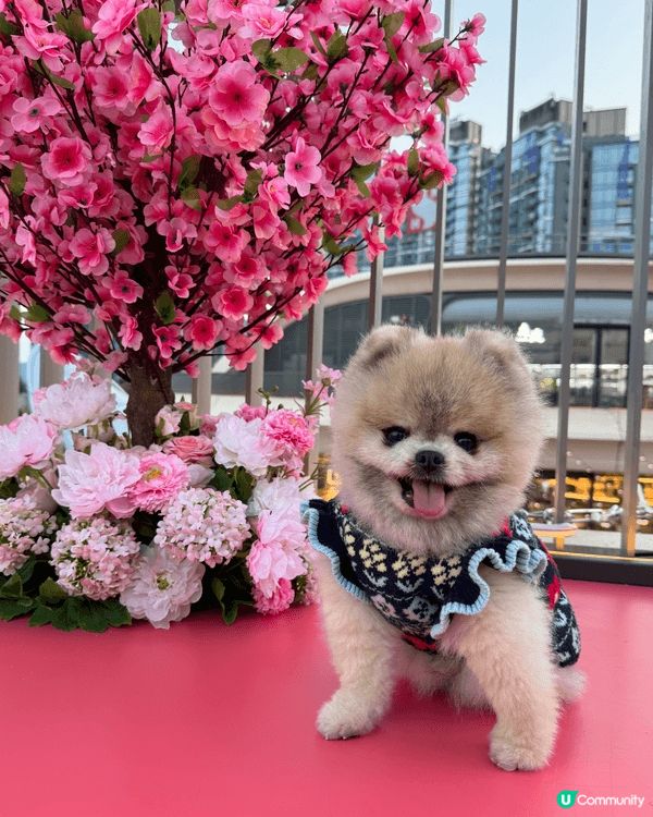 我和老公周不時都會帶兩隻小寶貝出街街影靚相，第一張就係同朋友...