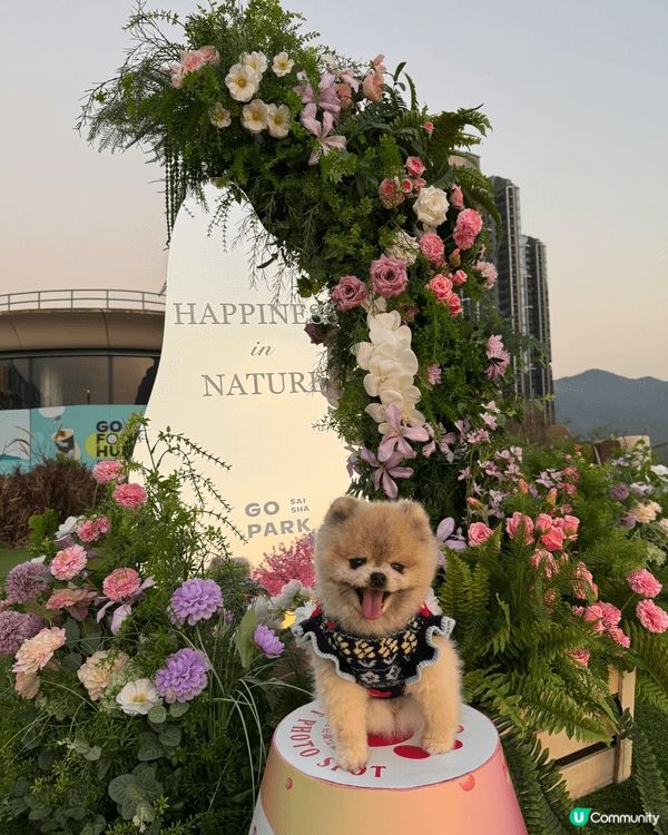 我和老公周不時都會帶兩隻小寶貝出街街影靚相，第一張就係同朋友...