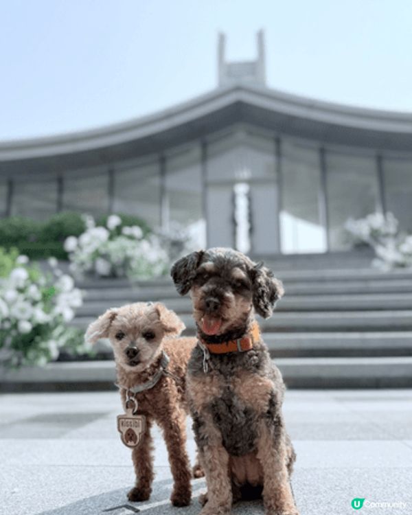 WM hotel 超級pet friendly 世外桃源 